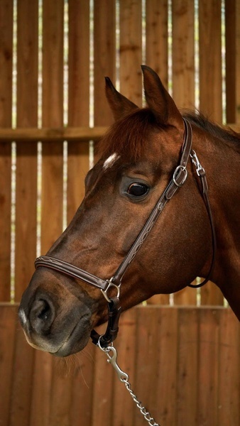 Kantar skórzany Dy'on Grooming