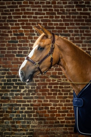 Kantar skórzany Dy'on Leather