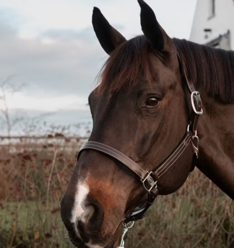 Kantar skórzany Dy'on US