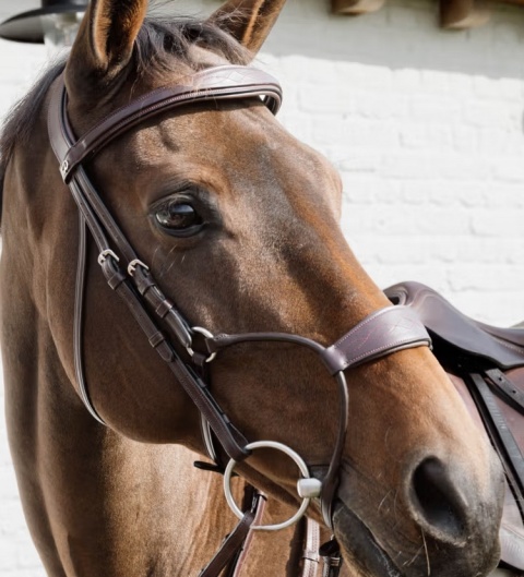 Nachrapnik Dy'on Hybrid New English