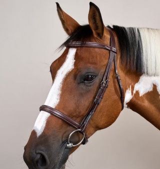 Ogłowie Dy'on Cavesson US Hunter