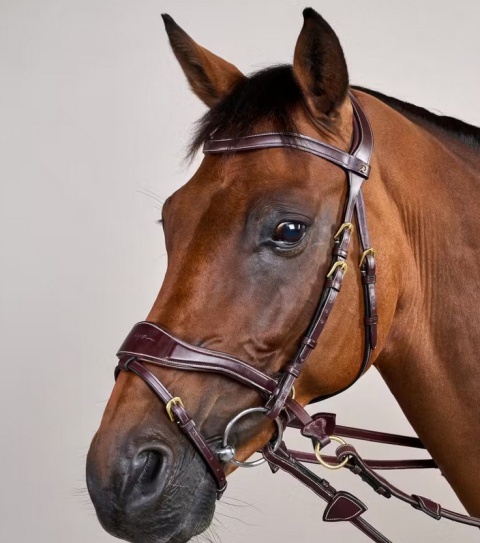 Ogłowie Dy'on D Motion - kolekcja D Collection