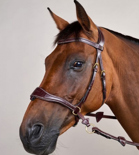 Ogłowie Dy'on D Motion - kolekcja D Collection