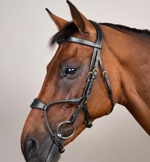 Ogłowie Dy'on Elastic Hybrid D Collection