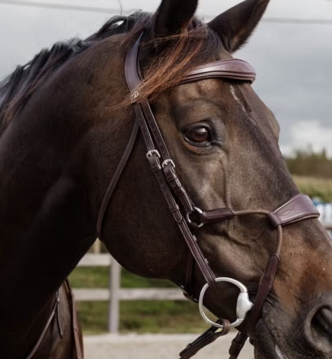 Ogłowie Dy'on Elastic Hybrid New English