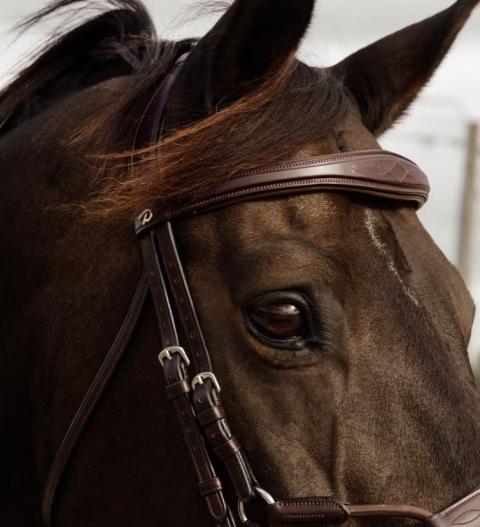 Ogłowie Dy'on Elastic Hybrid New English