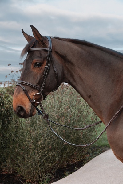 Skórzane wodze Dy'on 1/2" z 4 stoperami Working