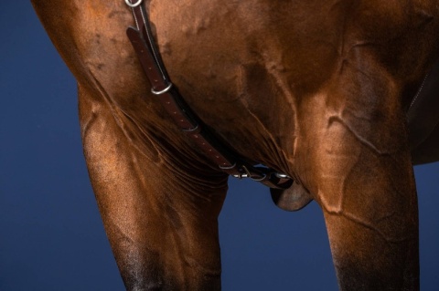 Skórzany napierśnik Dy'on Bridge Breastplate US Jumping