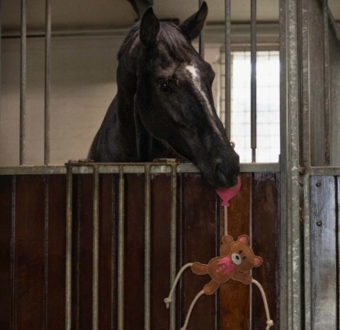 Zabawka zamszowa Walentynkowa dla konia QHP - Miś