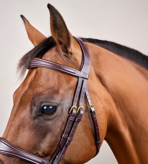 Anatomiczne ogłowie Dy'on z nachrapnikiem angielskim D Collection