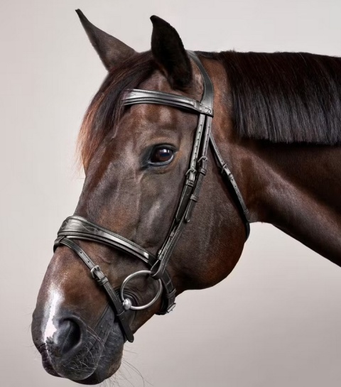 Anatomiczne ogłowie Dy'on z nachrapnikiem angielskim New English