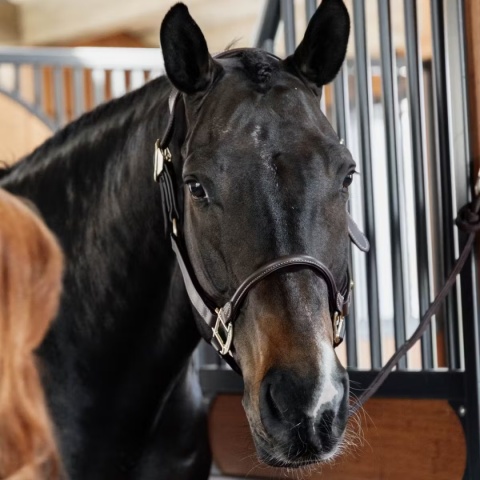 Anatomiczny Kantar skórzany Kentucky