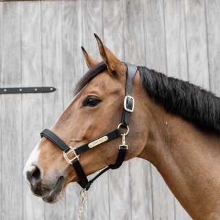 Anatomiczny kantar nylonowy Kentucky