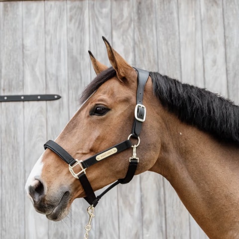 Anatomiczny kantar nylonowy Kentucky