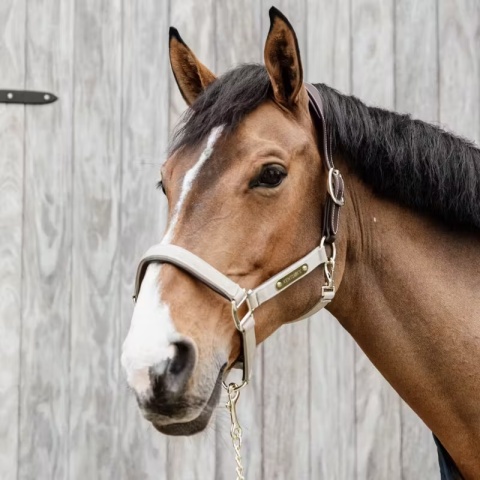 Anatomiczny kantar nylonowy Kentucky