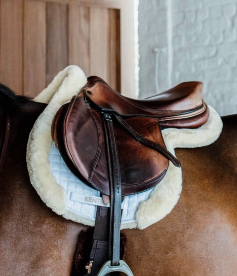 Czaprak skokowy Kentucky Hunter