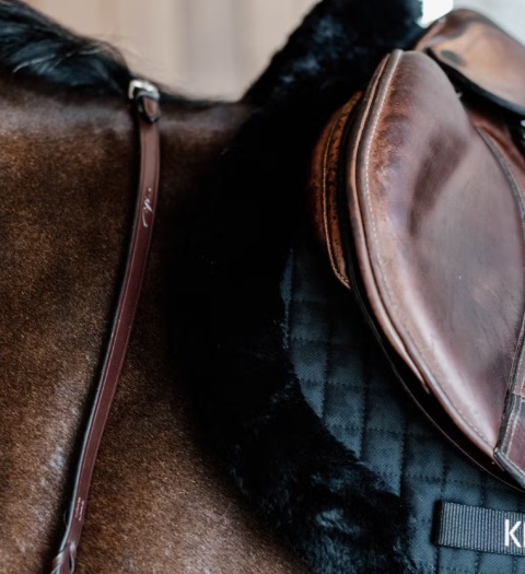 Czaprak skokowy Kentucky Hunter