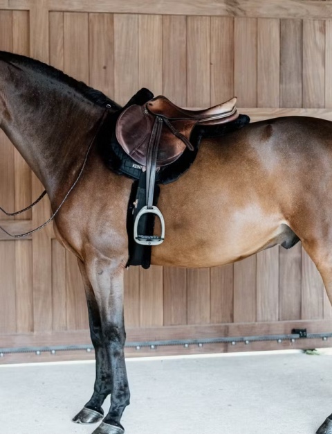 Czaprak skokowy Kentucky Hunter