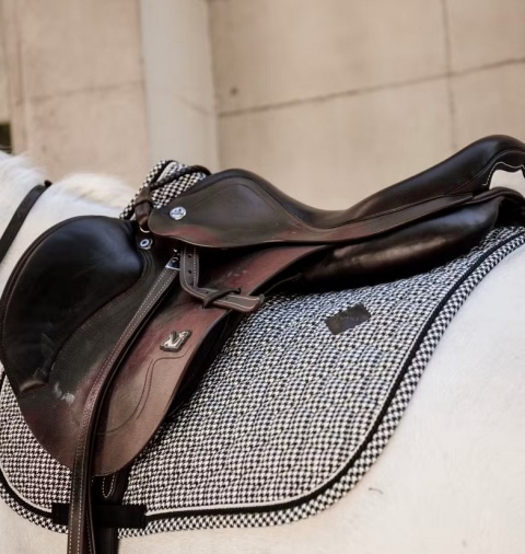 Czaprak skokowy Kentucky Pied de Poule