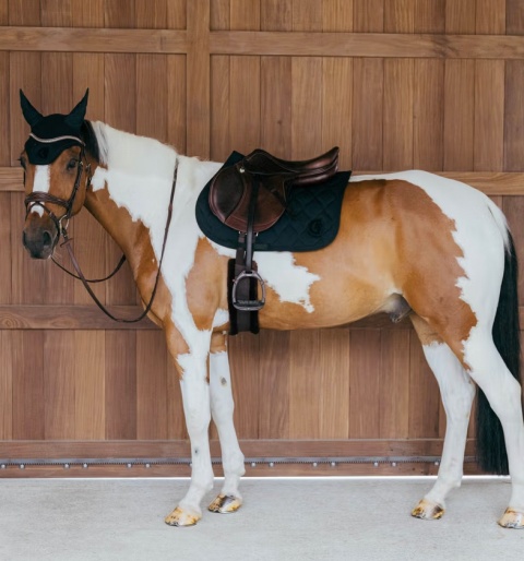 Czaprak skokowy Kentucky Wave