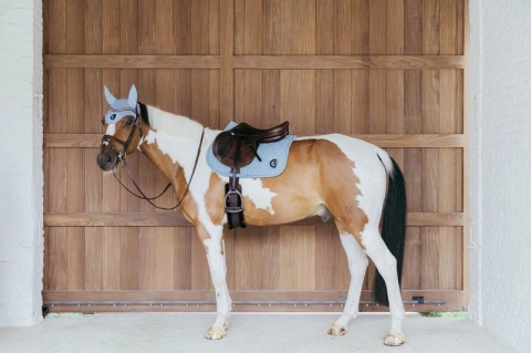 Czaprak skokowy Kentucky Wave