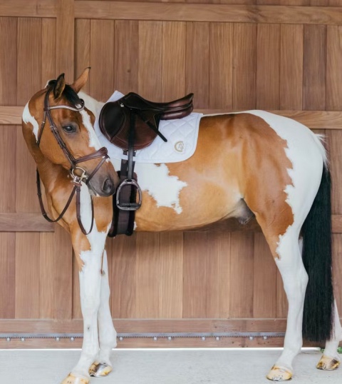 Czaprak skokowy Kentucky Wave