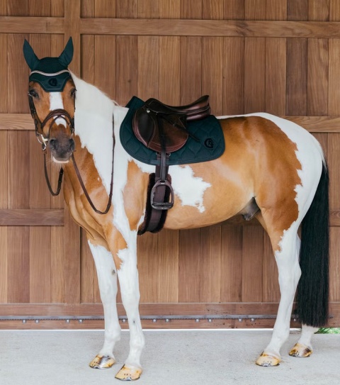 Czaprak skokowy Kentucky Wave