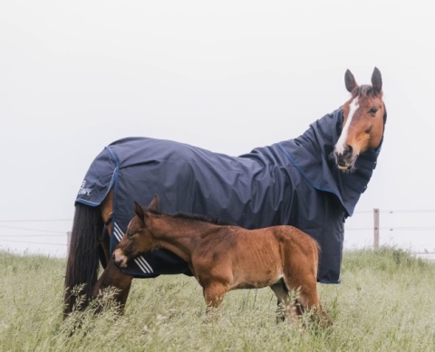 Derka padokowa Kentucky Turnout All Weather Waterproof Comfort 100g