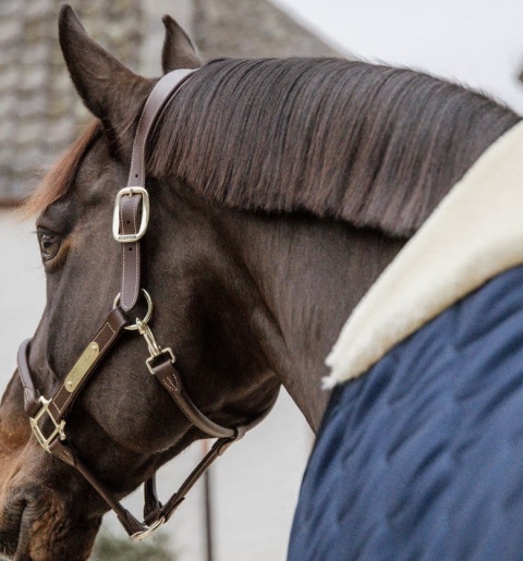 Derka stajenna Kentucky Comfort 100g