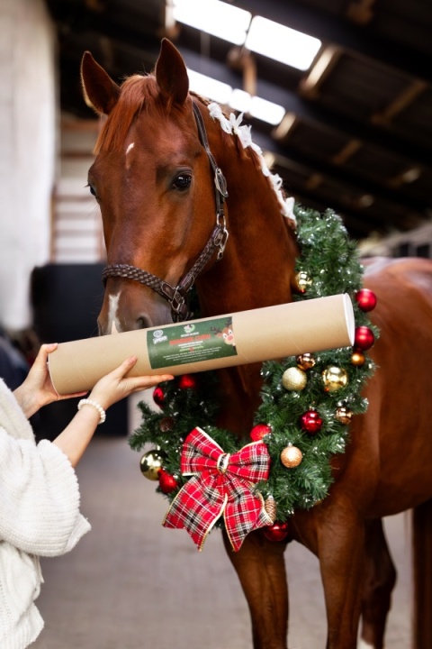 Gryzak RENIFER Candy Horse - Christmas