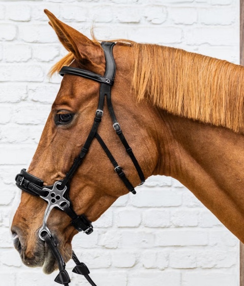 Hackamore Dy'on New English