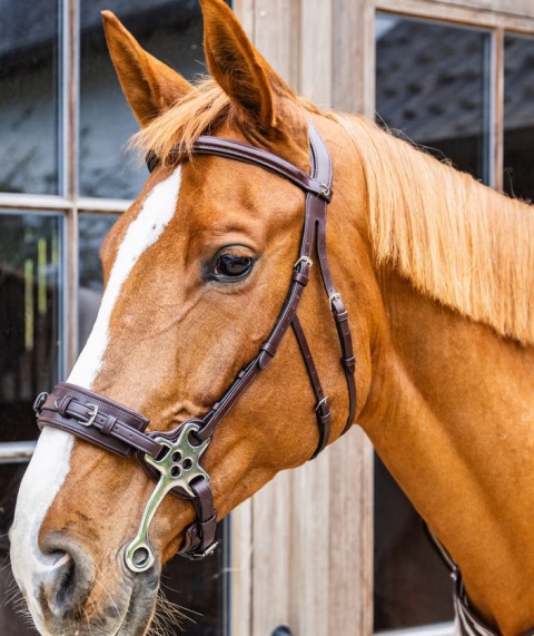 Hackamore Dy'on New English