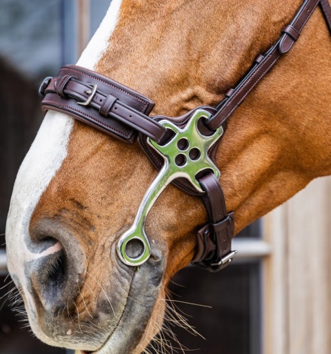 Hackamore Dy'on New English