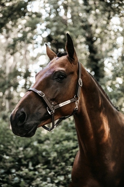 Kantar Kentucky Flexible