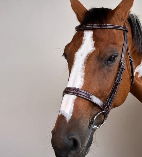 Ogłowie Dy'on Cavesson z szerokim nachrapnikiem angielskim US Hunter