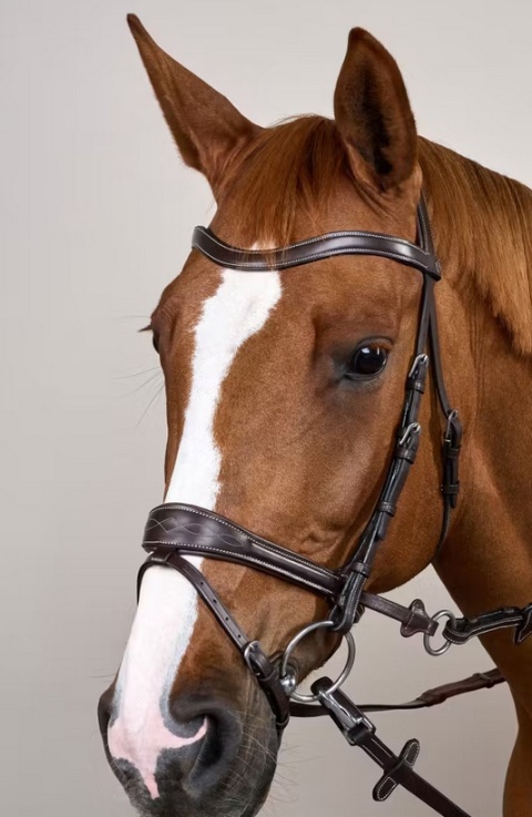 Ogłowie anatomiczne Dy'on z nachrapnikiem D Motion Working