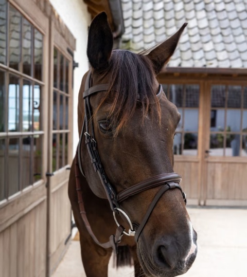 Ogłowie Dy'on Soft Leather ze skośnikiem New English