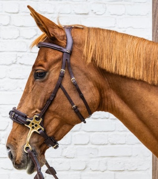 Ogłowie Dy'on do hackamore D Collection