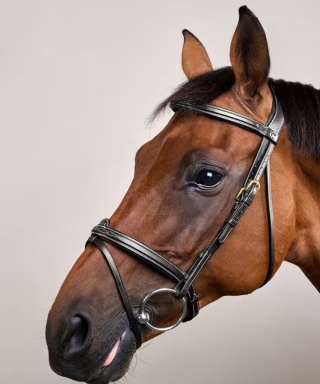 Ogłowie Dy'on z nachrapnikiem angielskim Flash D Collection