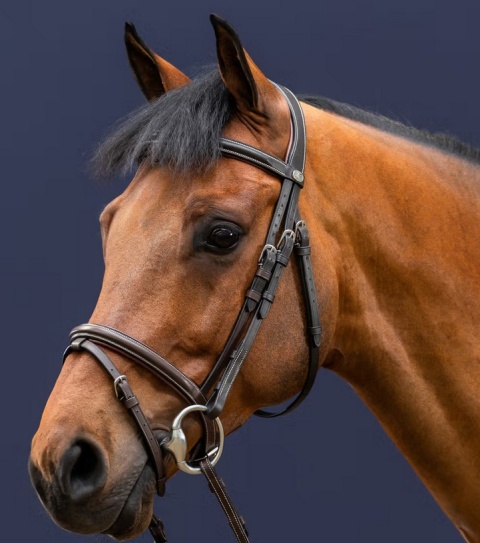 Ogłowie Dy'on z nachrapnikiem angielskim Working