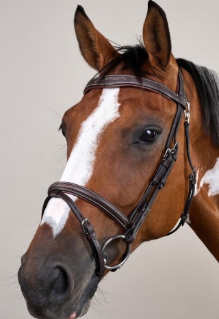 Ogłowie Dy'on z nachrapnikiem angielskim,skośnikiem i karabińczykiem