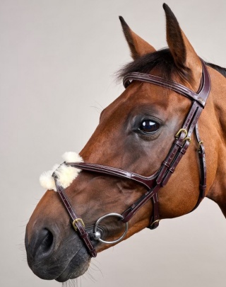 Ogłowie Dy'on z nachrapnikiem meksykańskim D Collection