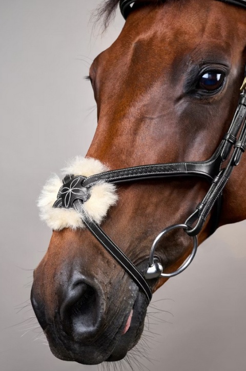 Ogłowie Dy'on z nachrapnikiem meksykańskim i plecionką D Collection