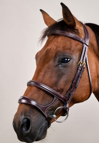 Ogłowie Dy'on z podwójnym nachrapnikiem D Collection