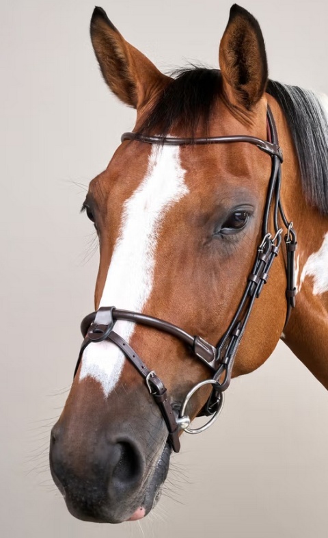 Ogłowie Dy'on z rurkowym nachrapnikiem angielskim Working