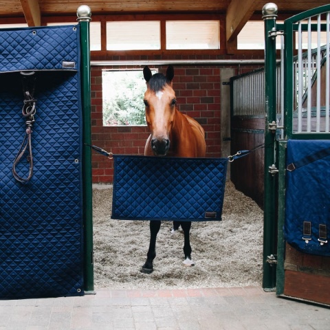 Barierka na boks Kentucky