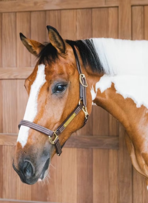 Skórzany kantar Kentucky Wellington