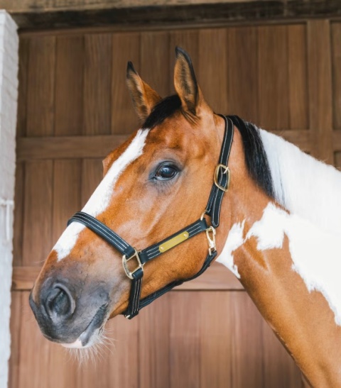 Skórzany kantar Kentucky Wellington