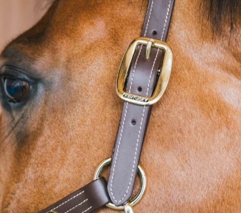 Skórzany kantar Kentucky Wellington