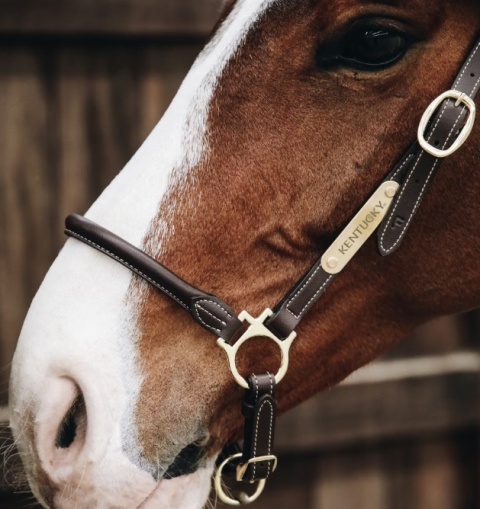 Skórzany kantar Kentucky typu "Grooming"